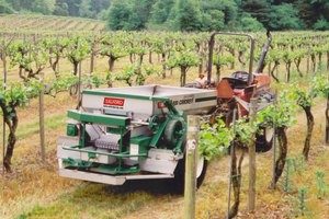 Cricket in vineyard with tractor